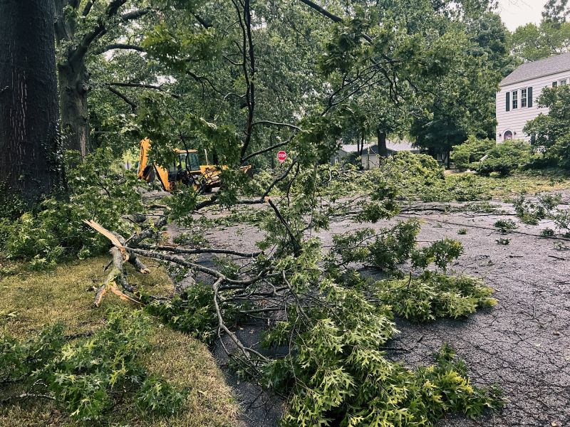 Fallen Tree Blocking Roadway