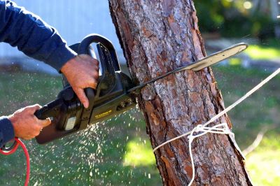 Large Tree Being Dismantled
