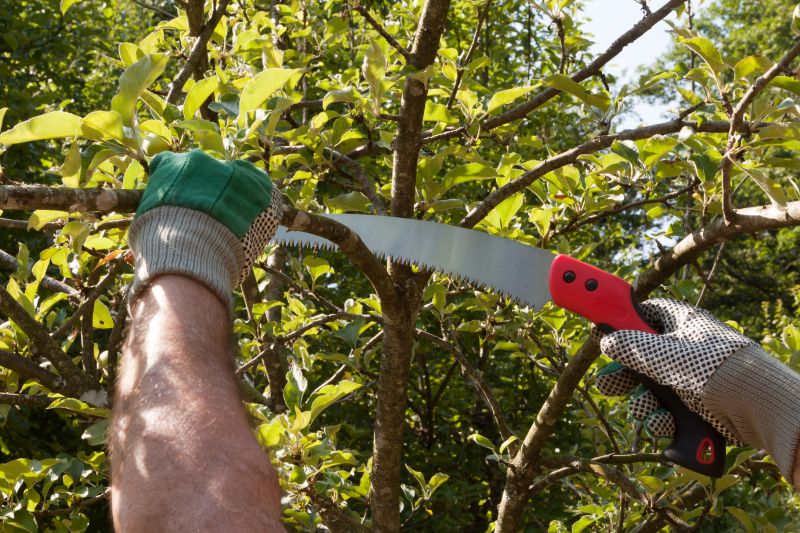 Orchard Tree Pruning