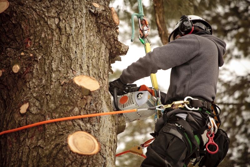 Equipment for Tree Trimming