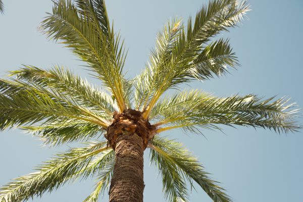 Palm Tree Pruning in Chippewa Falls
