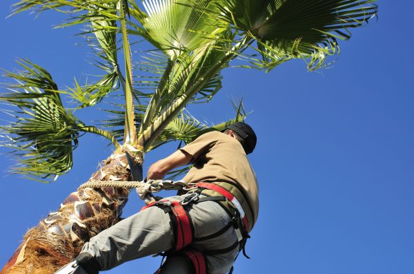 Palm Tree Trimming in Chippewa Falls