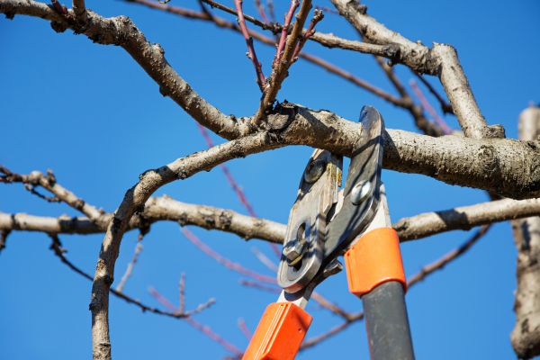 Residential Tree Service in Chippewa Falls