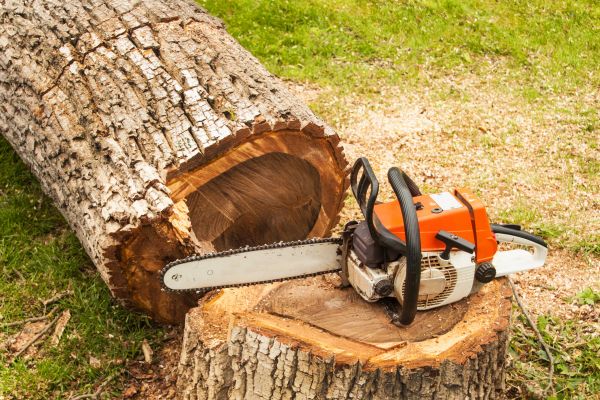 Tree Cutting Service in Chippewa Falls