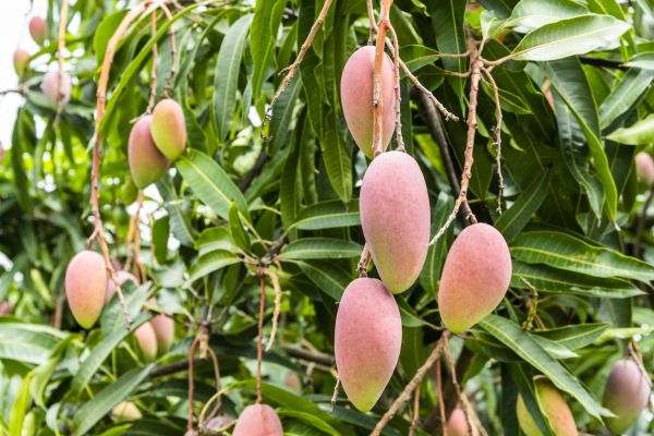 Cost of Mango Tree Trimming in Chippewa Falls