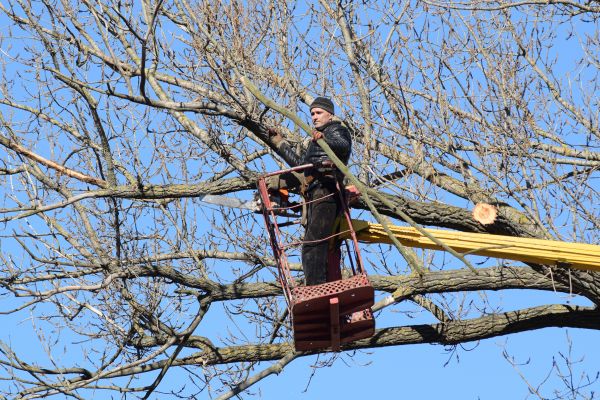 Cost of Emergency Tree Trimming in Chippewa Falls