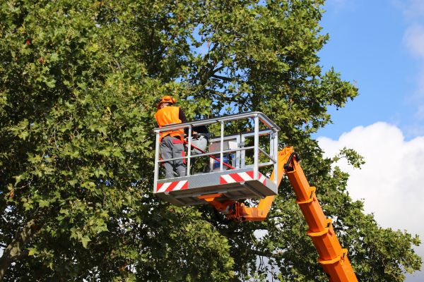 Commercial Tree Service in Chippewa Falls