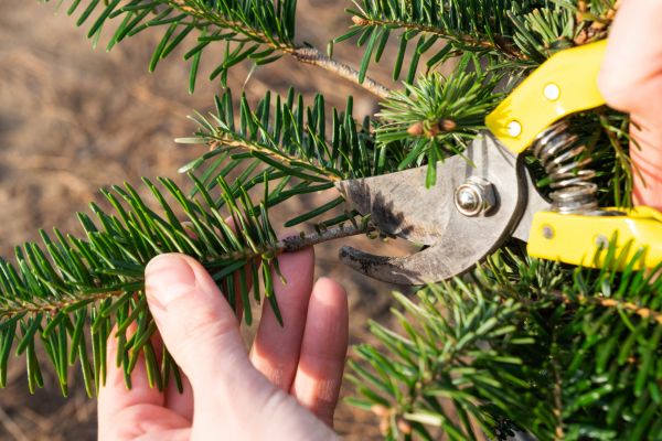 Pine Tree Pruning in Chippewa Falls