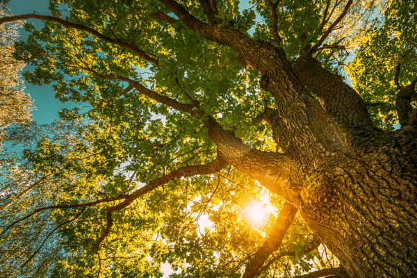 Cost of Oak Tree Pruning in Chippewa Falls