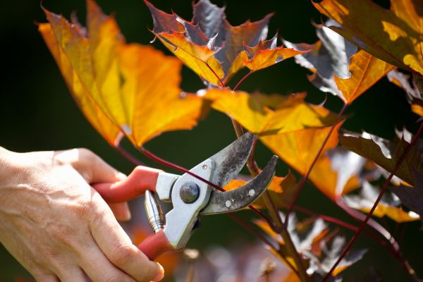 Cost of Maple Tree Pruning in Chippewa Falls