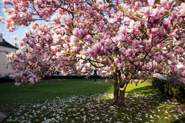 Cost of Magnolia Tree Pruning in Chippewa Falls