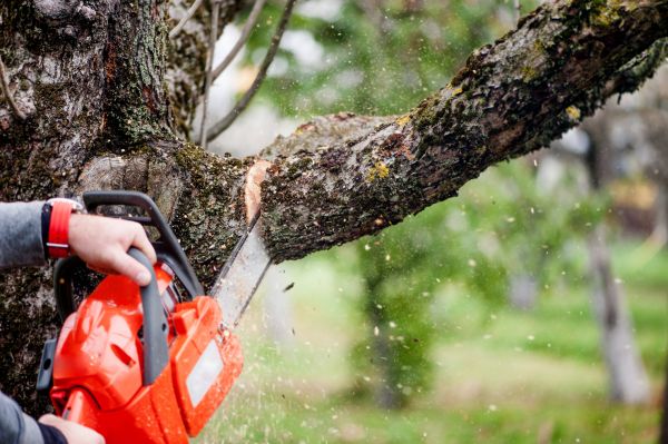 Cost of Tree Limbs Removal in Chippewa Falls