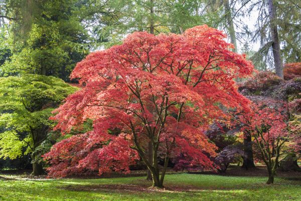 Japanese Maple Pruning in Chippewa Falls