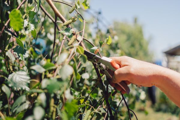 Cost of Birch Tree Pruning in Chippewa Falls