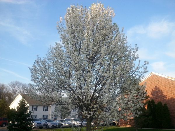Cost of Bradford Pear Tree Pruning in Chippewa Falls