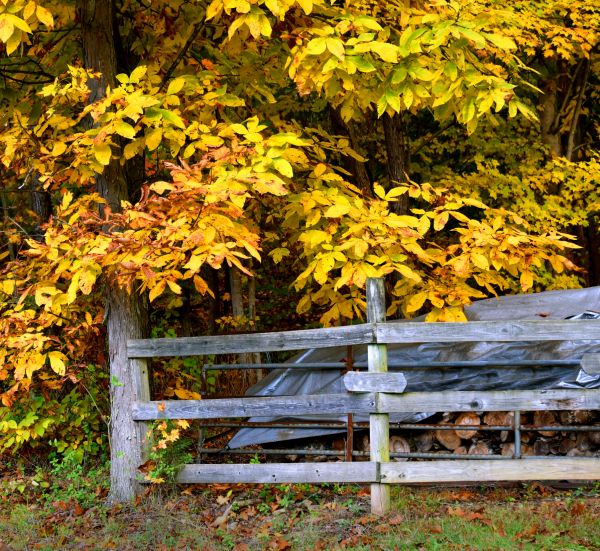 Cost of Hickory Tree Pruning in Chippewa Falls