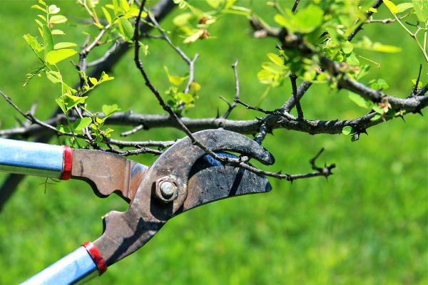 Cost of Branches Pruning in Chippewa Falls