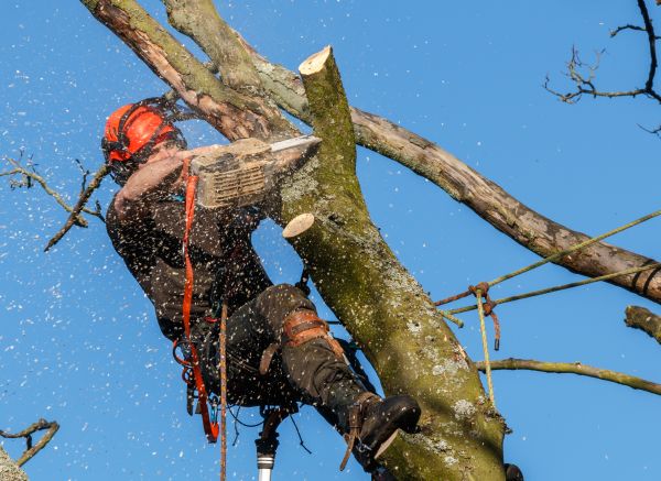Tree Trimming Service in Chippewa Falls