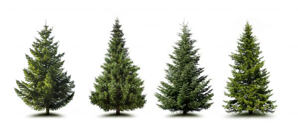 Cost of Pine Tree Trimming in Chippewa Falls